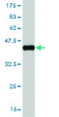 Monoclonal Anti-SMAD2 antibody produced in mouse clone 3G9, purified immunoglobulin, buffered aqueous solution