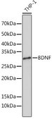 Anti-BDNF Antibody, clone 2B0U9, Rabbit Monoclonal