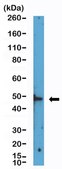 Anti-HDAC3 Rabbit Monoclonal Antibody clone RM439, affinity purified immunoglobulin