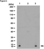 ChIPAb+ Acetyl-Histone H4 (Lys16) - ChIP Validated Antibody and Primer Set from rabbit