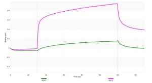Anti-CRFR1/CRHR1 Antibody, clone 1N21 ZooMAb® Rabbit Monoclonal recombinant, expressed in HEK 293 cells