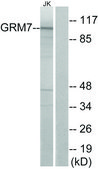 Anti-GRM7 antibody produced in rabbit affinity isolated antibody