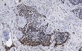 Anti-phospho-Stat3 (Tyr705) Antibody, clone 6C3, ZooMAb® Rabbit Monoclonal recombinant, expressed in HEK 293 cells