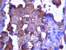 抗-硫酸乙酰肝素蛋白聚糖(Perlecan)抗体，克隆A7L6 clone A7L6, from rat