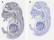 Anti-Sox-2 Antibody, clone 1A2, ZooMAb® Rabbit Monoclonal recombinant, expressed in HEK 293 cells