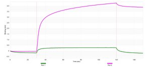 Anti-CDKL5 Antibody, clone 2J15 ZooMAb® Rabbit Monoclonal recombinant, expressed in HEK 293 cells