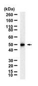 Anti-CHRNA1/ACHRA Antibody, clone 2G22 ZooMAb® Rabbit Monoclonal recombinant, expressed in HEK 293 cells