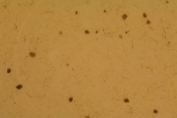 Anti-Synuclein α Antibody, clone 7B12.2 culture supernatant, clone 7B12.2, Chemicon®