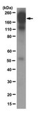 Anti-Integrin β1 Antibody, clone 12G10 clone 12G10, from mouse