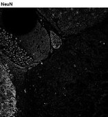 Anti-Histone H1E frameshift Antibody, clone 1D8 ZooMAb® Rabbit Monoclonal recombinant, expressed in HEK 293 cells