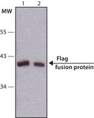 Monoclonal ANTI-FLAG® antibody produced in rabbit clone SIG1-25, ascites fluid