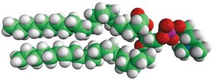 21:0 PC 1,2-diheneicosanoyl-sn-glycero-3-phosphocholine, powder