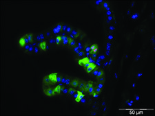 单克隆抗-磷酸化组蛋白H3（pSer28） 大鼠抗 ~0.5 mg/mL, clone HTA28, purified immunoglobulin, buffered aqueous solution