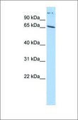 Anti-PABPC1 affinity isolated antibody