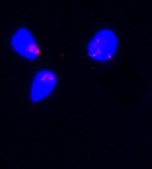 Monoclonal ANTI-FLAG® antibody produced in rabbit clone SIG1-25, ascites fluid