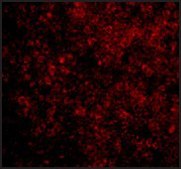 Anti-BAD antibody produced in rabbit IgG fraction of antiserum, buffered aqueous solution