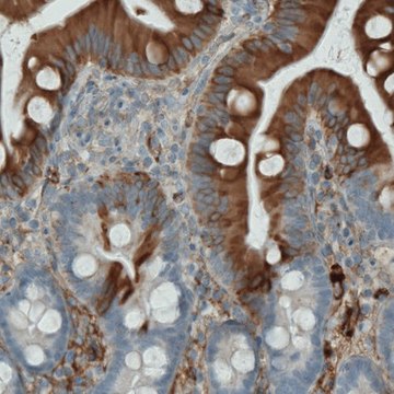 Monoclonal Anti-APOA4 antibody produced in mouse Prestige Antibodies® Powered by Atlas Antibodies, clone CL0465, purified immunoglobulin, buffered aqueous glycerol solution