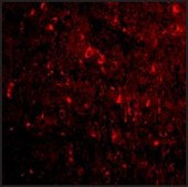 Anti-NOGOA (ab1) antibody produced in rabbit affinity isolated antibody, buffered aqueous solution