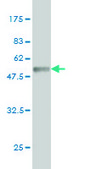 Monoclonal Anti-BRD3, (C-terminal) antibody produced in mouse clone 7G6, purified immunoglobulin, buffered aqueous solution