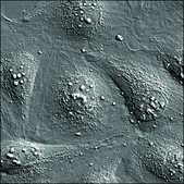 U2OS BFP-LMNB1 RFP-ACTB