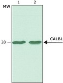 Anti-Calbindin-D-28K (EG-20) antibody produced in rabbit affinity isolated antibody, buffered aqueous solution