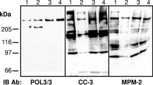 Anti-phospho-Ser/Thr-Pro MPM-2 Antibody clone MPM-2, Upstate®, from mouse