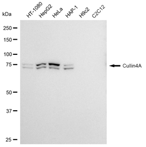 KD-Validated Anti Cullin4A Antibody, clone 23GB790, Rabbit Monoclonal clone 23GB790, recombinant rabbit monoclonal, expressed in HEK293 cells