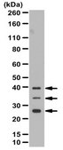 Anti-VEGF-B Antibody 1 mg/mL, from rabbit