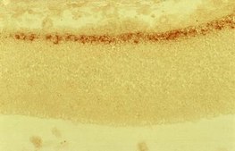 抗-Reelin抗体，a.a.164-496 mreelin，克隆G10 clone G10, Chemicon®, from mouse