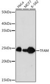 Anti-TFAM antibody produced in rabbit