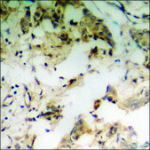 Anti-phospho-NFAT3 (pSer676) antibody produced in rabbit affinity isolated antibody