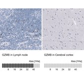 Monoclonal Anti-GZMB antibody produced in mouse Prestige Antibodies® Powered by Atlas Antibodies, clone CL10662, purified antibody (Protein A)