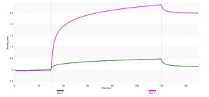 Anti-CD98/SLC3A2 Antibody, clone 3B15 ZooMAb® Rabbit Monoclonal recombinant, expressed in HEK 293 cells