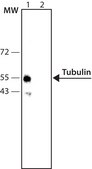 抗-Tubulin 兔抗 whole antiserum