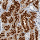 Anti-ANPEP antibody produced in rabbit Prestige Antibodies® Powered by Atlas Antibodies, affinity isolated antibody, buffered aqueous glycerol solution