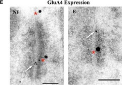 Anti-Glutamate Receptor 4 Antibody Chemicon®, from rabbit
