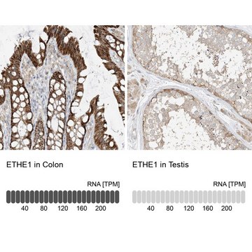 Anti-ETHE1 antibody produced in rabbit Prestige Antibodies® Powered by Atlas Antibodies, affinity isolated antibody, buffered aqueous glycerol solution, ab2