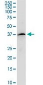 Anti-PTAFR antibody produced in mouse purified immunoglobulin