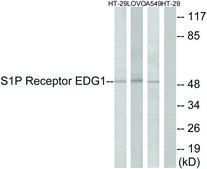 Anti-S1P Receptor EDG1 antibody produced in rabbit affinity isolated antibody
