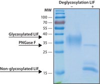 Leukemia Inhibitory Factor human, recombinant, expressed in HEK 293 cells