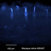 抗视蛋白抗体，蓝色 Chemicon®, from rabbit