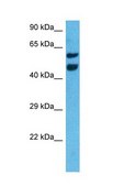 Anti-NR4A3 antibody produced in rabbit affinity isolated antibody