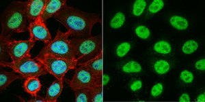 Anti-TATA-Binding-Protein Antibody ascites fluid, Chemicon®