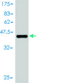Monoclonal Anti-MAP3K1 antibody produced in mouse clone 2F6, purified immunoglobulin, buffered aqueous solution
