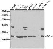 Anti-GCLM antibody produced in rabbit