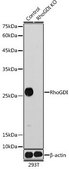 Anti- RhoGDI antibody produced in rabbit