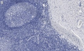 Anti-CD31 Antibody, clone 4E20 , ZooMAb® Rabbit Monoclonal recombinant, expressed in HEK 293 cells