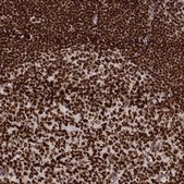Monoclonal Anti-PARP1 antibody produced in mouse Prestige Antibodies® Powered by Atlas Antibodies, clone CL2220, purified immunoglobulin, buffered aqueous glycerol solution