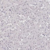 Anti-HNF4G antibody produced in rabbit Prestige Antibodies® Powered by Atlas Antibodies, affinity isolated antibody, buffered aqueous glycerol solution