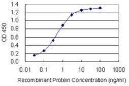 Monoclonal Anti-PRRX1 antibody produced in mouse clone 1E2, purified immunoglobulin